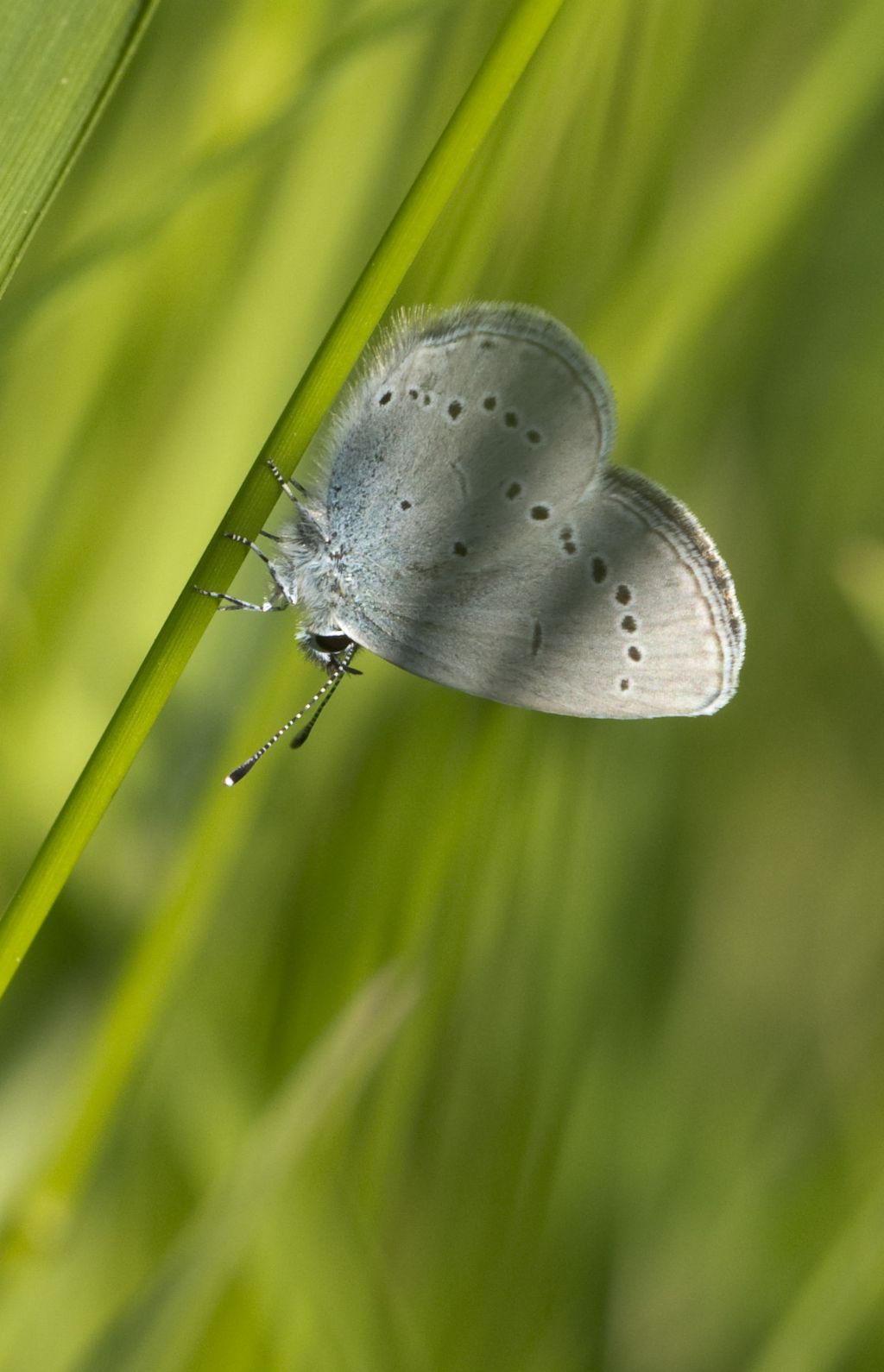 Cupido minimus